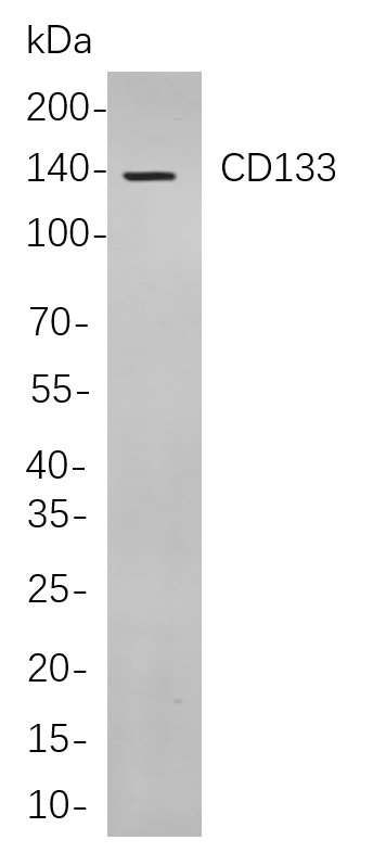 Recombinant CD133 Monoclonal Antibody-searchlist-1
