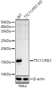 Western blot analysis of extracts from wild type(WT) and TTC11/FIS1 knockout (KO) HeLa cells using TTC11/FIS1 Polyclonal Antibody at 1:500 dilution.