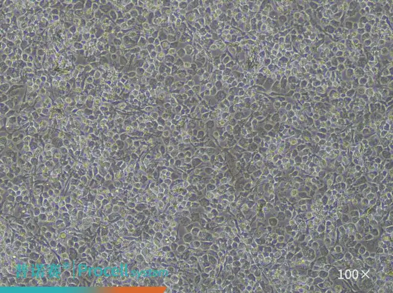 https://789.bio/ec/fXYcf4Py