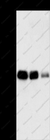MTFR1 Polyclonal Antibody - 1