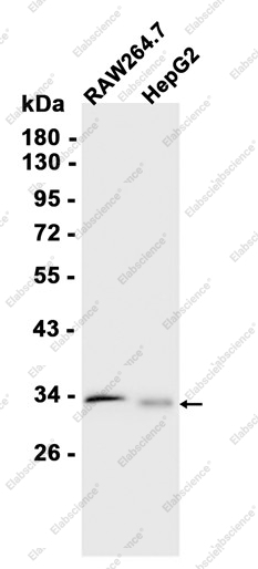 Recombinant Syntaxin 3 Monoclonal Antibody - 1