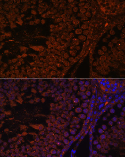 Immunofluorescence analysis of Rat testis using TPD52L3 Polyclonal Antibody at dilution of 1:100. Blue: DAPI for nuclear staining.