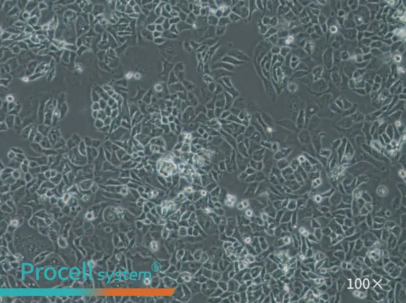 NCI-H522[H522] Cell Complete Medium - 3