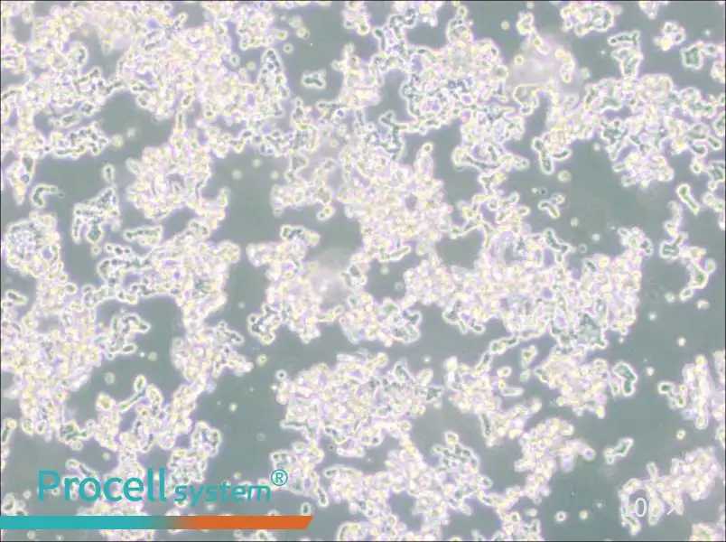 WERI-Rb-1 Cell Complete MediumWERI-Rb-1 Cell Complete Medium - 3