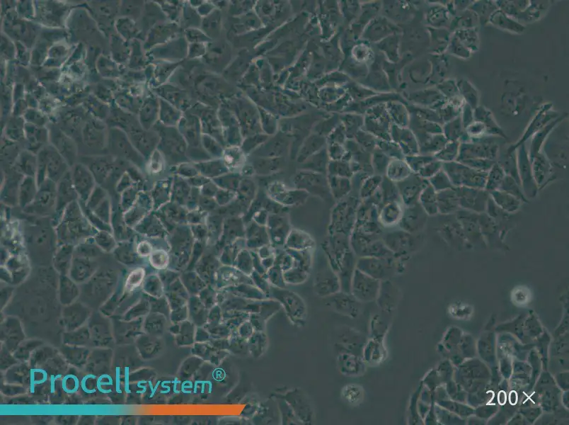 NCI-H522[H522] Cell Complete Medium - small - 4