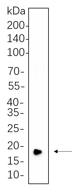 Recombinant CIRBP Monoclonal Antibody-searchlist-1