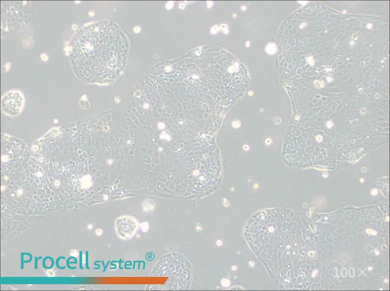 Capan-2 Cell Complete Medium - 1