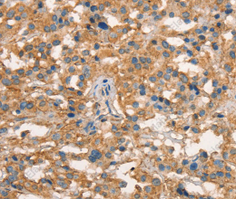CD297 Polyclonal Antibody - 3