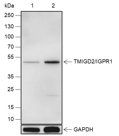 Recombinant TMIGD2/IGPR1 Monoclonal Antibody-searchlist-1