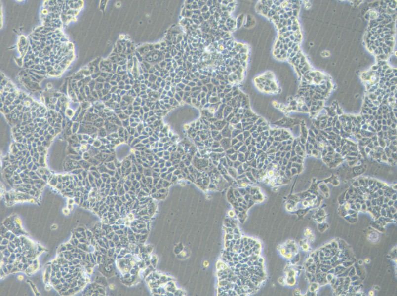 MCF-7-FLUC Cell Complete MediumMCF-7-FLUC Cell Complete Medium - 2