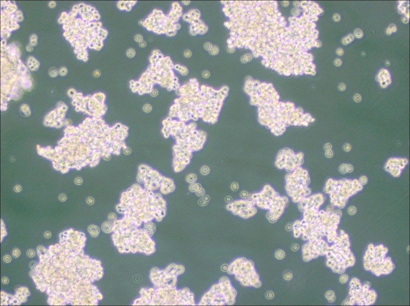 NCI-H524 Cell Complete Medium - 2