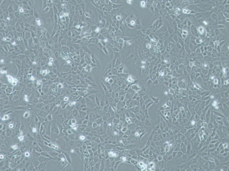 WI-38 VA-13 subline 2RA Cell Complete MediumWI-38 VA-13 subline 2RA Cell Complete Medium - 3
