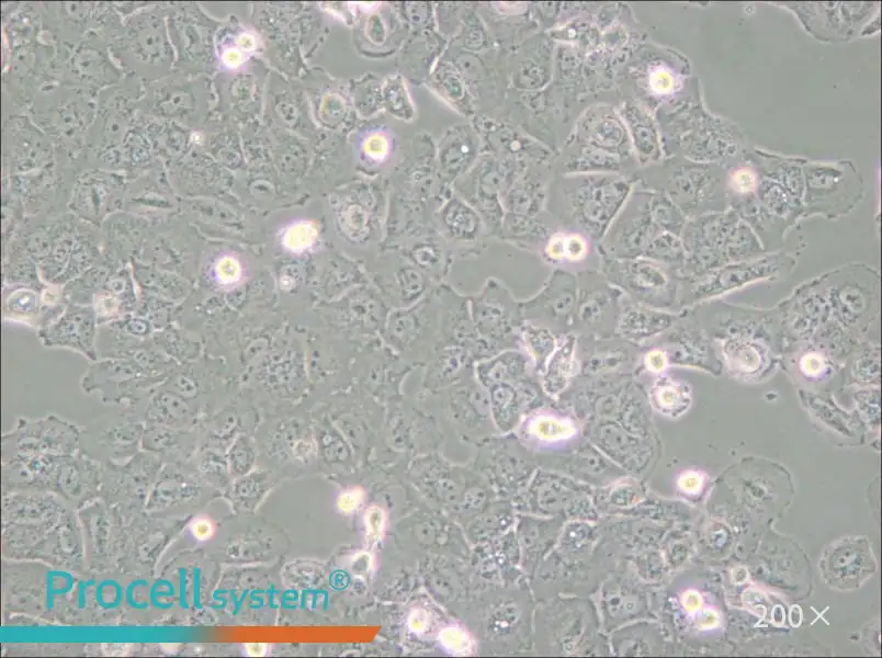 Caov-3 Cell Complete Medium - 6