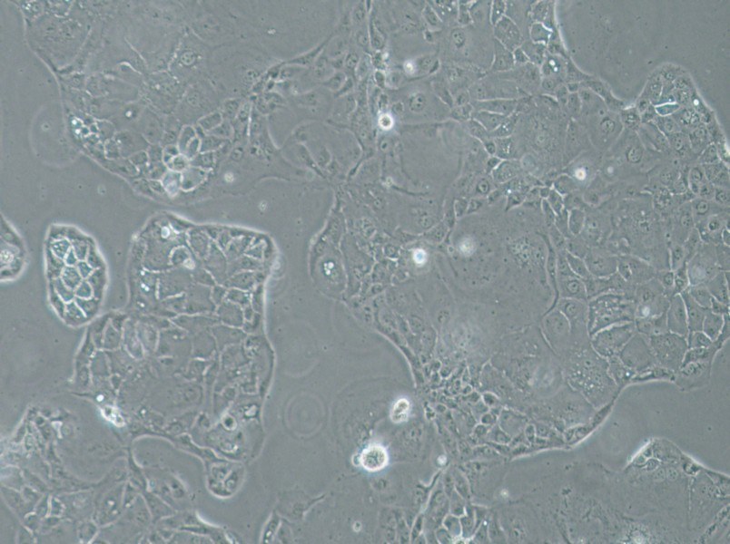 SU.86.86 Cell Complete MediumSU.86.86 Cell Complete Medium - 2