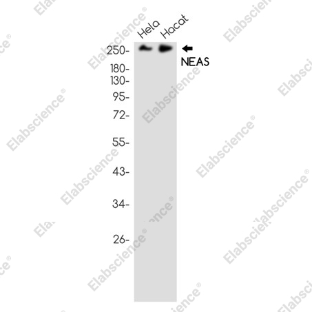 Recombinant NEAS Monoclonal Antibody - 1