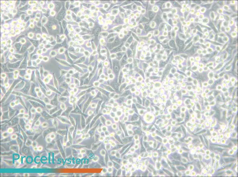 A-204 [A204] Cell Complete Medium - 4