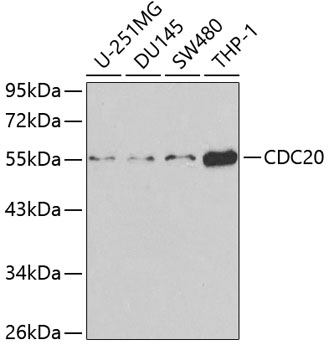 Western blot analysis of extracts of various cell lines using CDC20 Polyclonal Antibody at dilution of 1:1000.