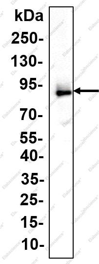 Recombinant MAD1 Monoclonal Antibody - 1