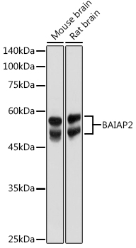 Western blot analysis of extracts of various cell lines using BAIAP2 Polyclonal Antibody at 1:1000 dilution.