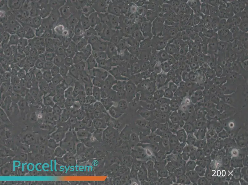 SACC-83 Cell Complete Medium - small - 4