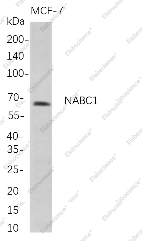 Recombinant NABC1 Monoclonal Antibody - 1