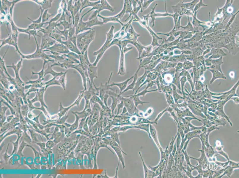 C8-D1A Cell Complete Medium - small - 4