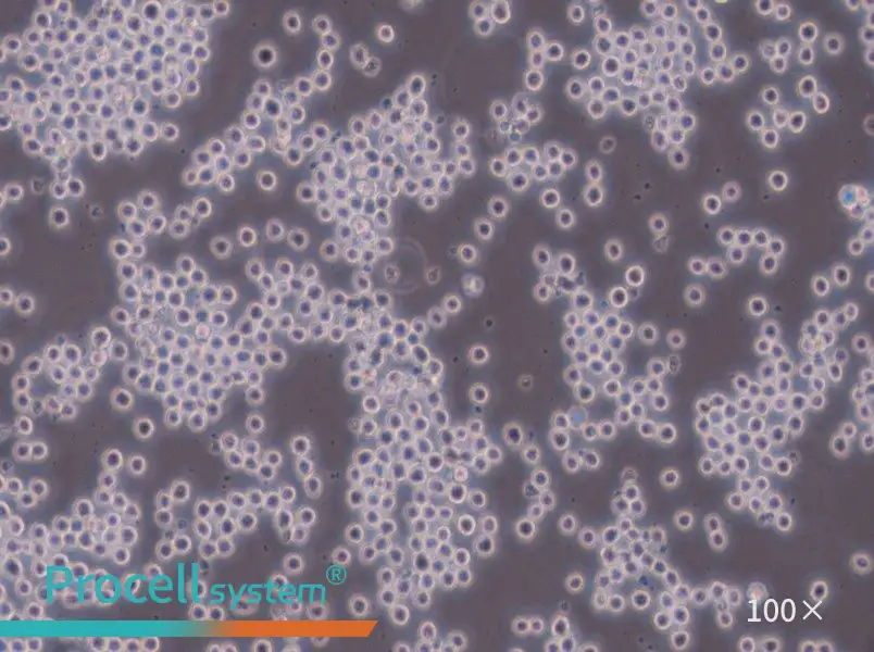 Sp2/0-Ag14[SP2/0] Cell Complete Medium - 1