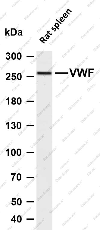 Recombinant Von Willebrand Factor Monoclonal Antibody - 1