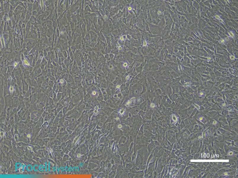 Mouse Skeletal Muscle Satellite Cell Complete Medium - 2