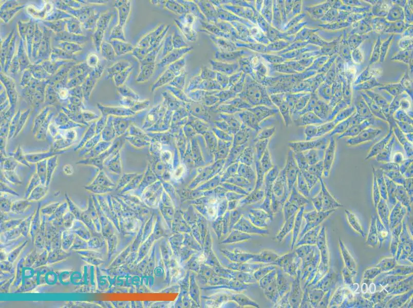 HGC-27 Cell Complete Medium - small - 6