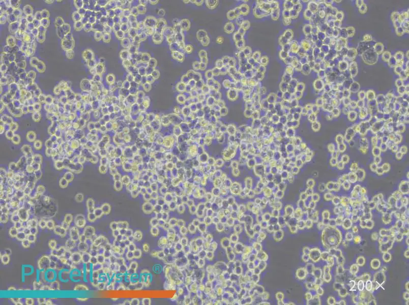 COLO 320DM Cell Complete Medium - 6