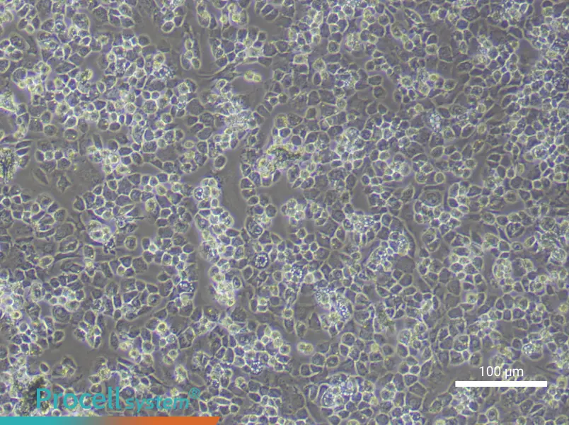 Mouse Nucleus Pulposus Cell Complete Medium - 2