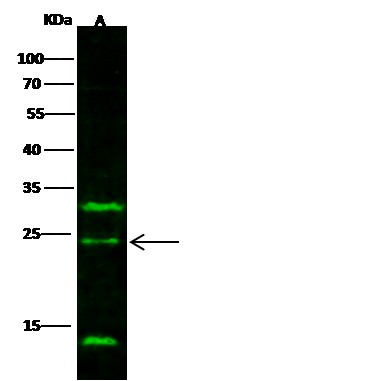 IL-32 alpha/IL32A Monoclonal Antibody-searchlist-1