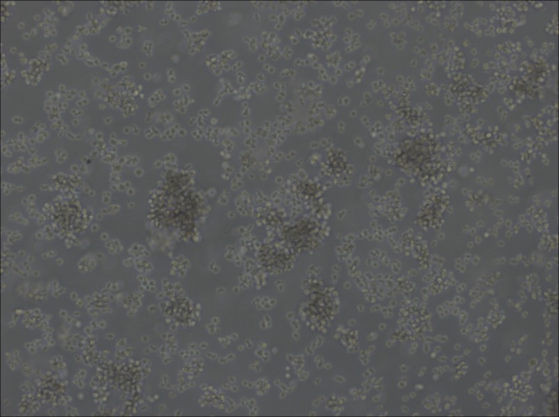 U-2932 Cell Complete Medium-searchlist-1