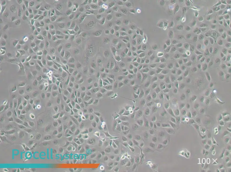 WSU-HN6 Cell Complete MediumWSU-HN6 Cell Complete Medium - 3