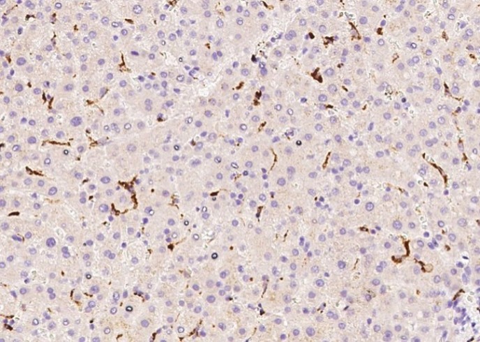 CD68 Monoclonal Antibody - small - 4