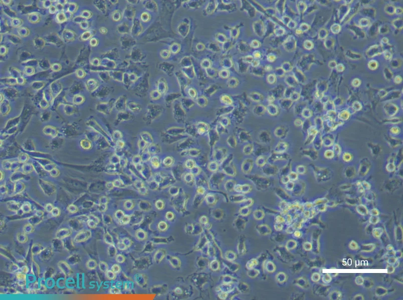 Rat Bone Marrow-Derived Macrophage Complete Medium - 5
