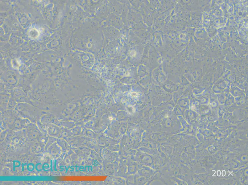 HuH-7.5.1 Cell Complete Medium - 6