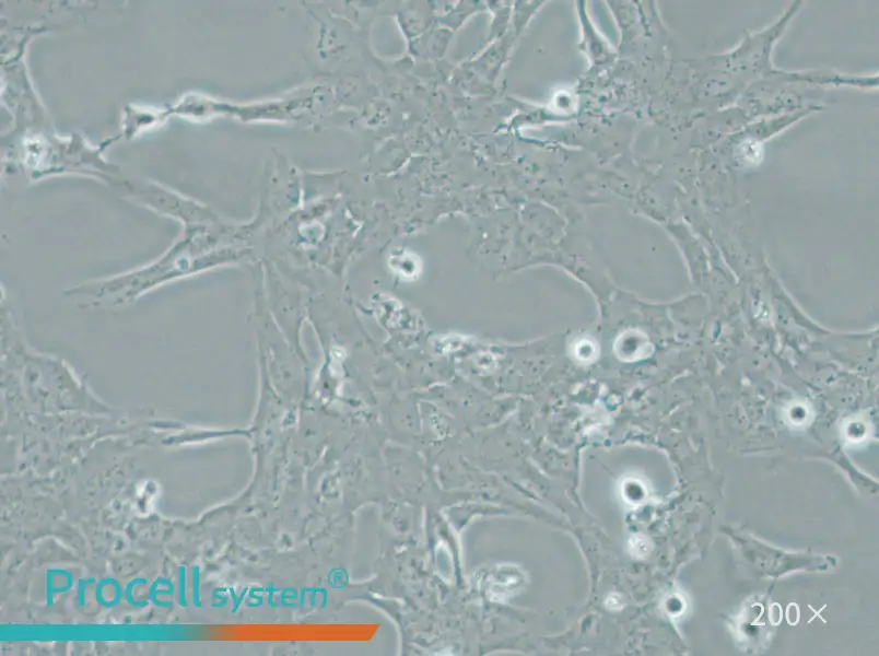 HLE-B3 Cell Complete Medium - 6