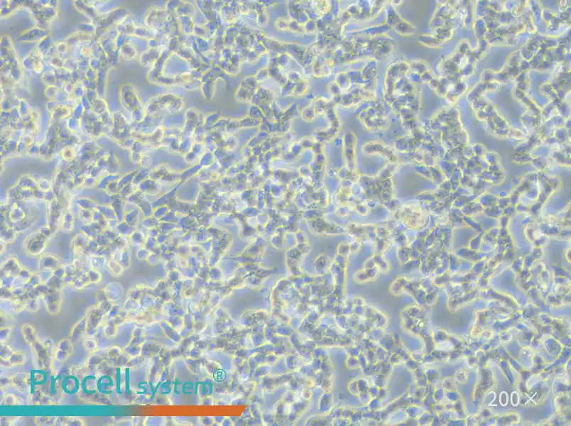 RL95-2 Cell Complete Medium - 5