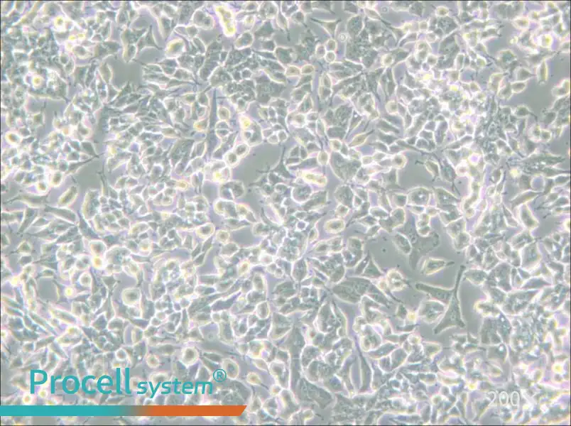 PC-12 (Low differentiation) Cell Complete Medium - small - 5