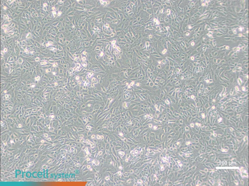 SV40 MES 13 Cell Complete Medium - 3