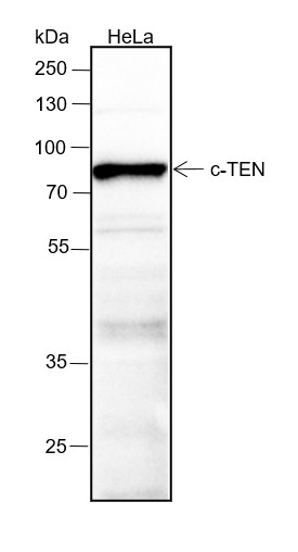 Recombinant CTEN Monoclonal Antibody-searchlist-1