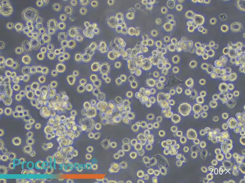 NR8383 Cell Complete Medium - small - 6