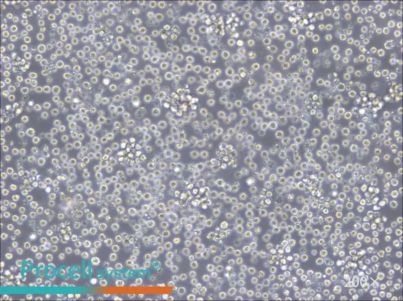 Ba/F3 Cell Complete Medium - 4