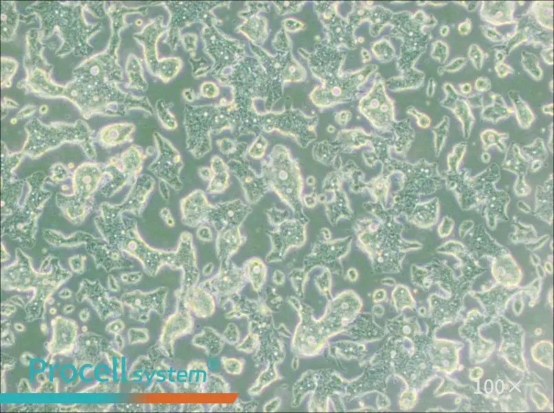 SW948 (L15) Cell Complete MediumSW948 (L15) Cell Complete Medium - 3