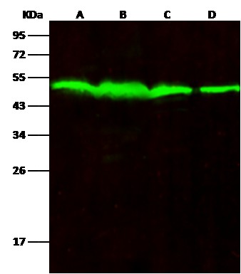 Recombinant PTP1B/PTPN1 Monoclonal Antibody-searchlist-1