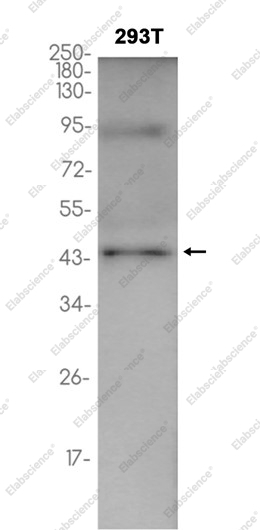 Recombinant Phospho-Pyruvate Dehydrogenase E1-alpha subunit (Ser293) Monoclonal Antibody - 1