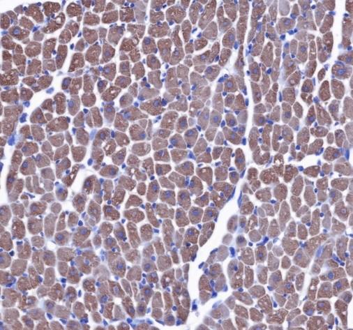 Recombinant PRAS40 Monoclonal Antibody - small - 4
