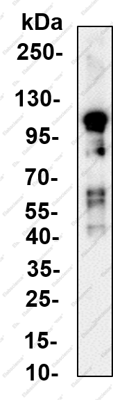 Recombinant PI 3-Kinase p110δ Monoclonal Antibody - 1